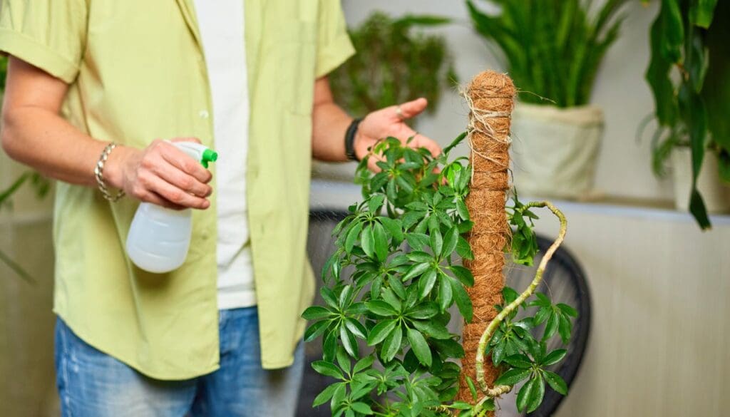 Misting Schefflera Plant umbrella plant
