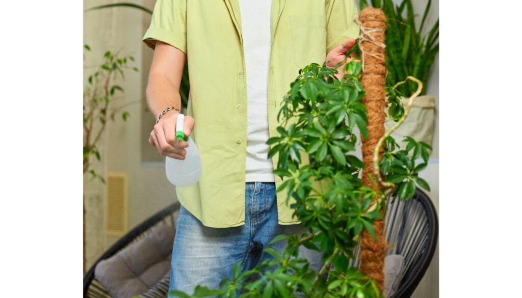 Misting Schefflera Plant umbrella plant 2