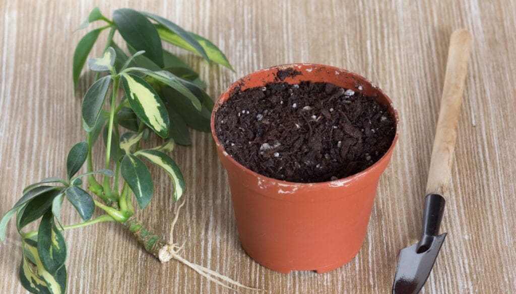 Moving Schefflera From Water To Soil umbrella plant