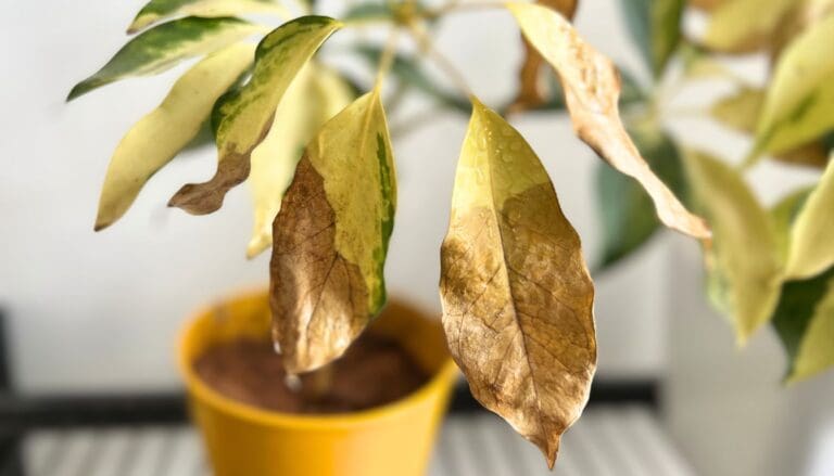 9 Reasons Why Your Schefflera Is Turning Brown