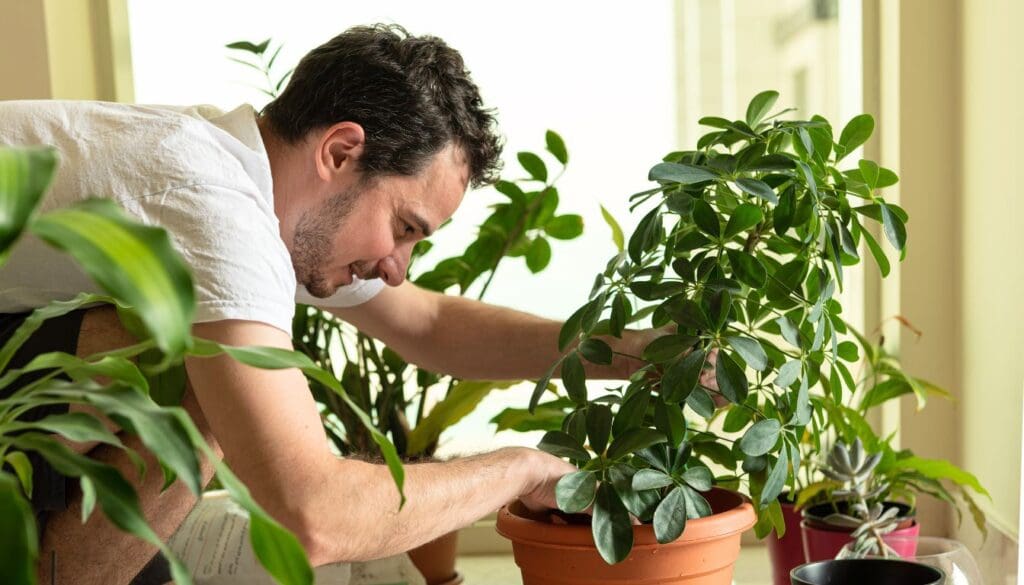 Schefflera Plant Care umbrella plant