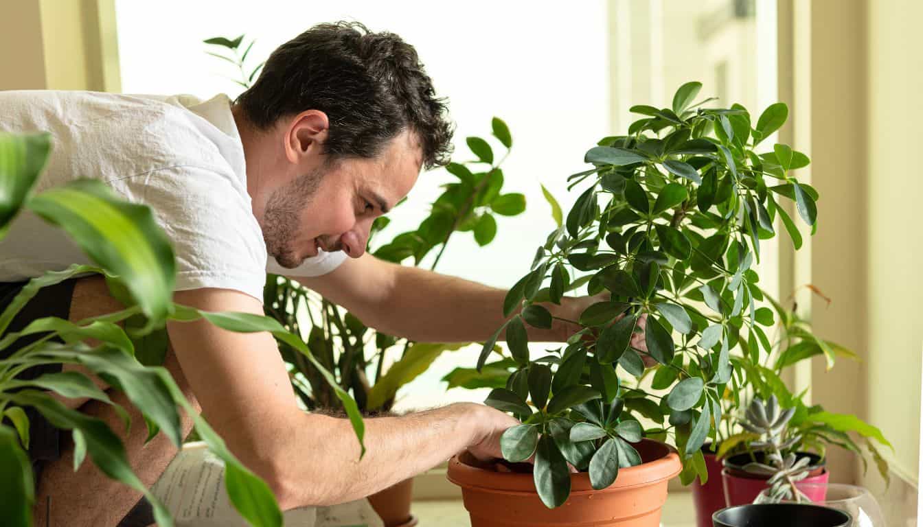 How To Care For A Schefflera Plant? (Ultimate Care Guide)  Simplify Plants