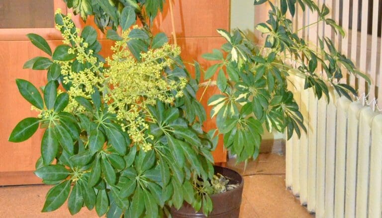 Do Schefflera Plants Bloom? (When, Where & How)