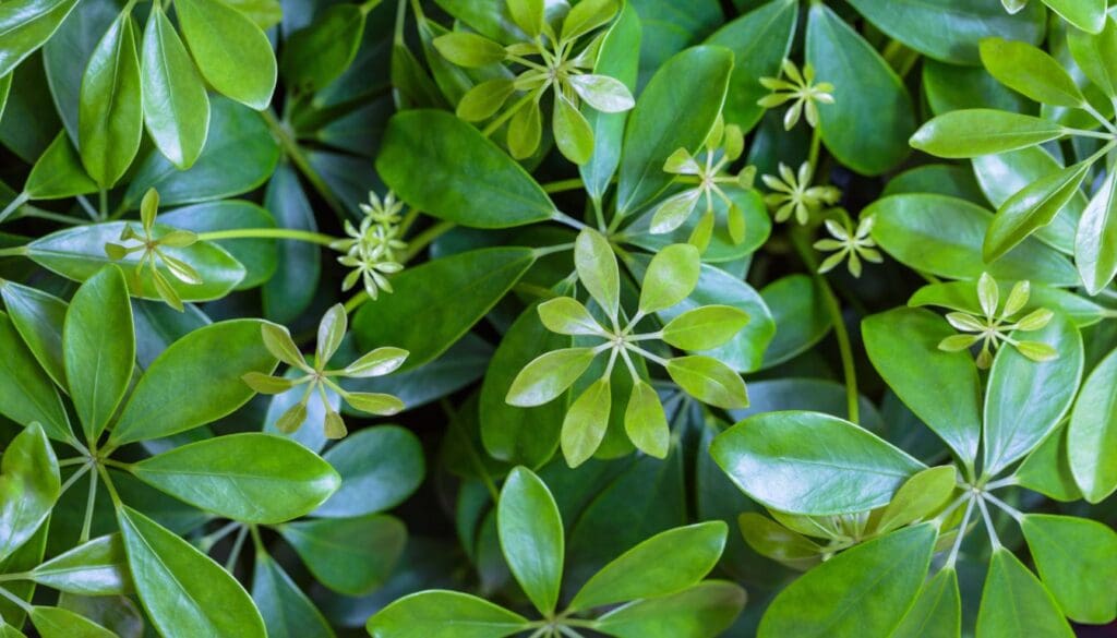 Schefflera Plant Growing New Leaves umbrella plant