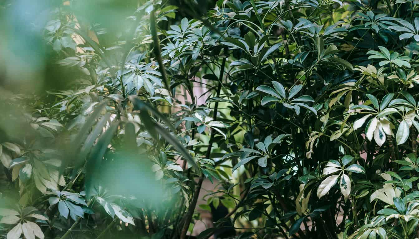Can I Put My Schefflera Outside? (+How To) » Simplify Plants