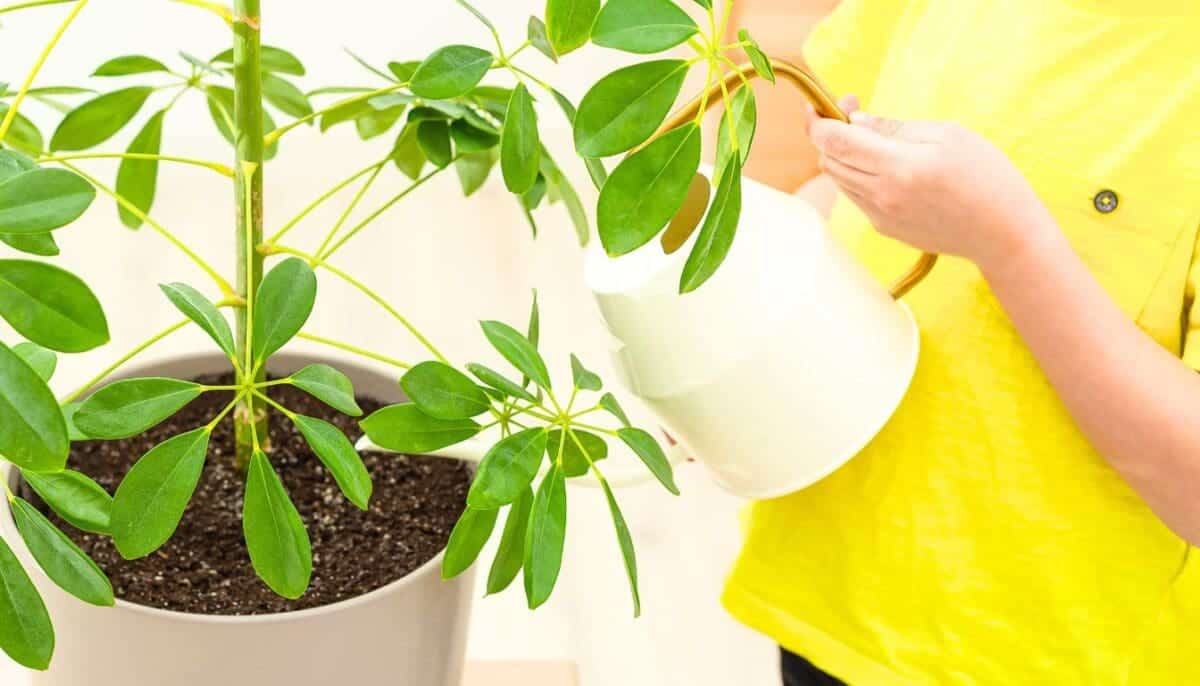 10 Reasons Why Your Schefflera Is Turning Yellow » Simplify Plants