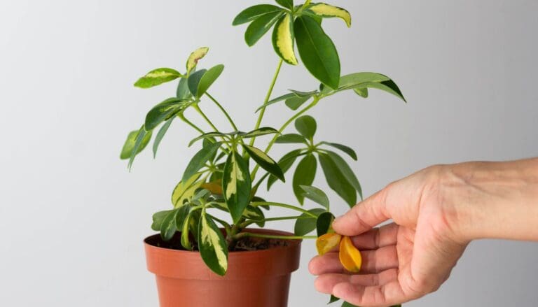 6 Signs Your Plant Is Ready to Rest for Fall