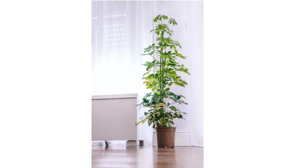 Schefflera Plant growing tall umbrella plant