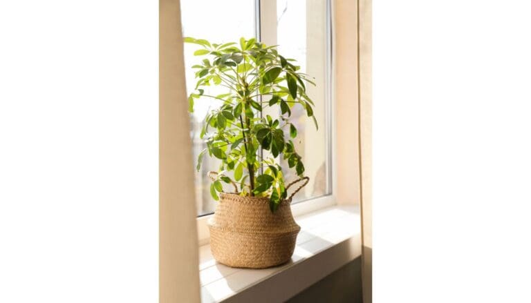 How Fast Do Schefflera Grow? (Schefflera Growth Rate)