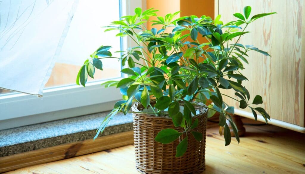 Schefflera Plant near window umbrella plant