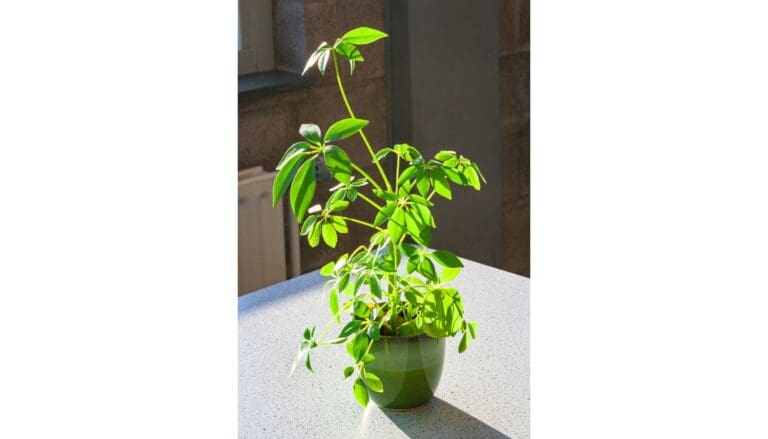 Can Schefflera Get Too Much Sun? (Sunburn)