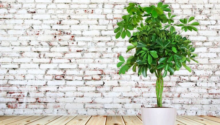 How To Braid Schefflera Plant Like A Pro?