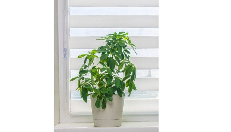 Schefflera Care In Winter: Light, Watering,& More