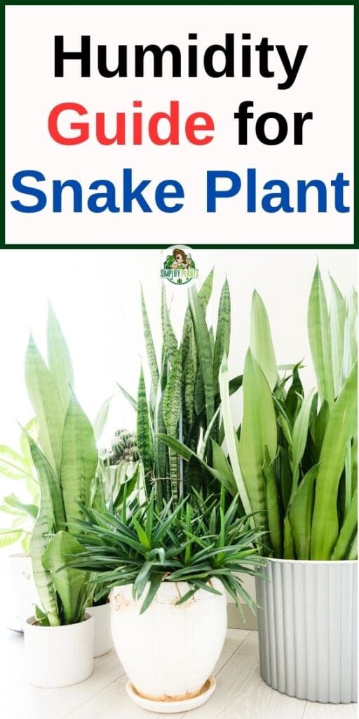 Should I Mist My Snake Plant Simplify Plants