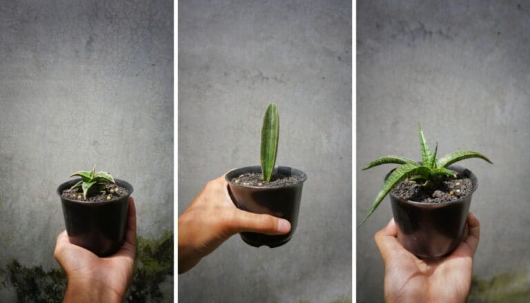 How To Propagate Snake Plant? (A Step-by-Step Guide+Tips)