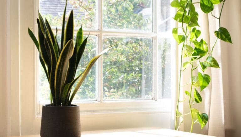 Snake Plant Light Requirements: Direct Sun, Low Light Or Bright Indirect Light?
