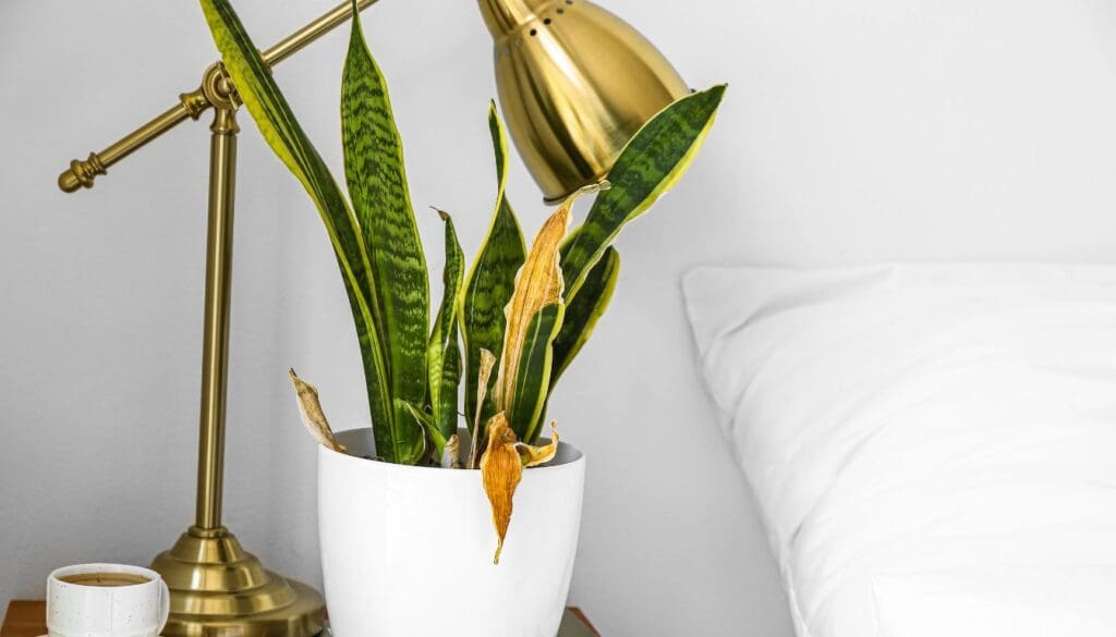 Snake PlantDracaena trifasciata Brown and crispy leaves