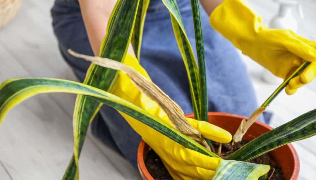 How To Prune Snake Plant Leaves? (A Step-by-Step Guide) » Simplify Plants