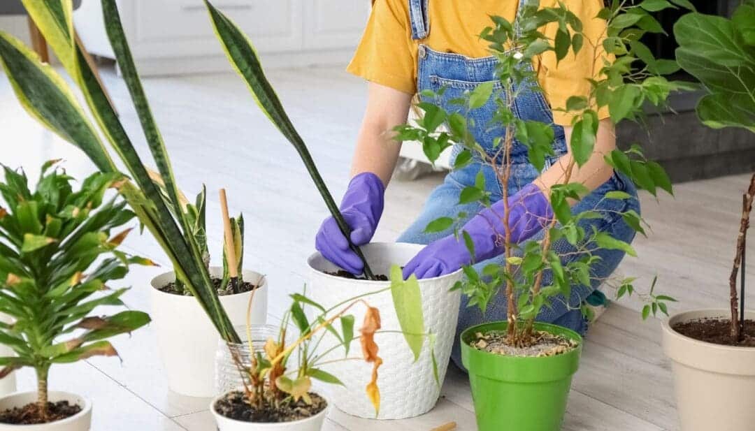 7 Reasons Why Your Snake Plant Is Falling Over » Simplify Plants