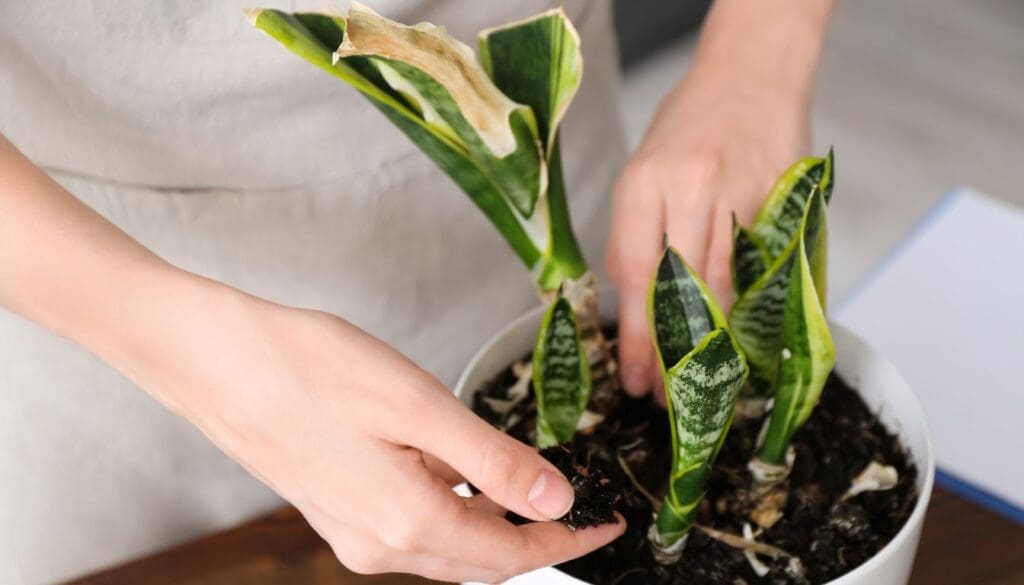 Snake PlantDracaena trifasciata Propagation through pups