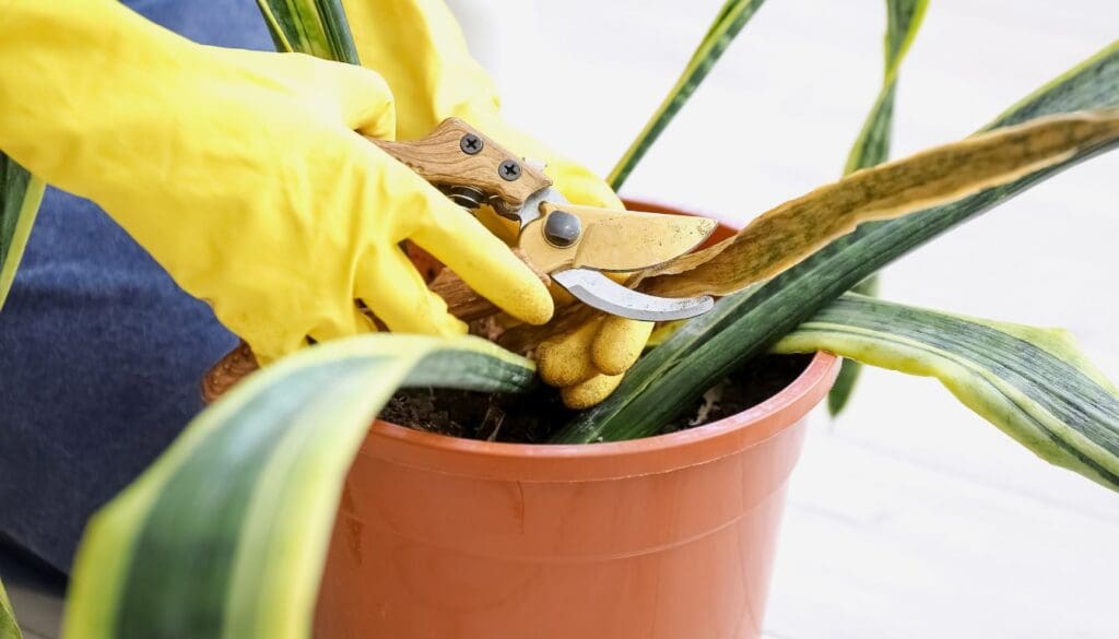 Snake PlantDracaena trifasciata Pruning dead leaves