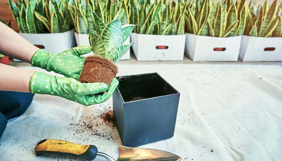 Do Snake Plants Like To Be Root Bound? (+When To Repot) » Simplify Plants
