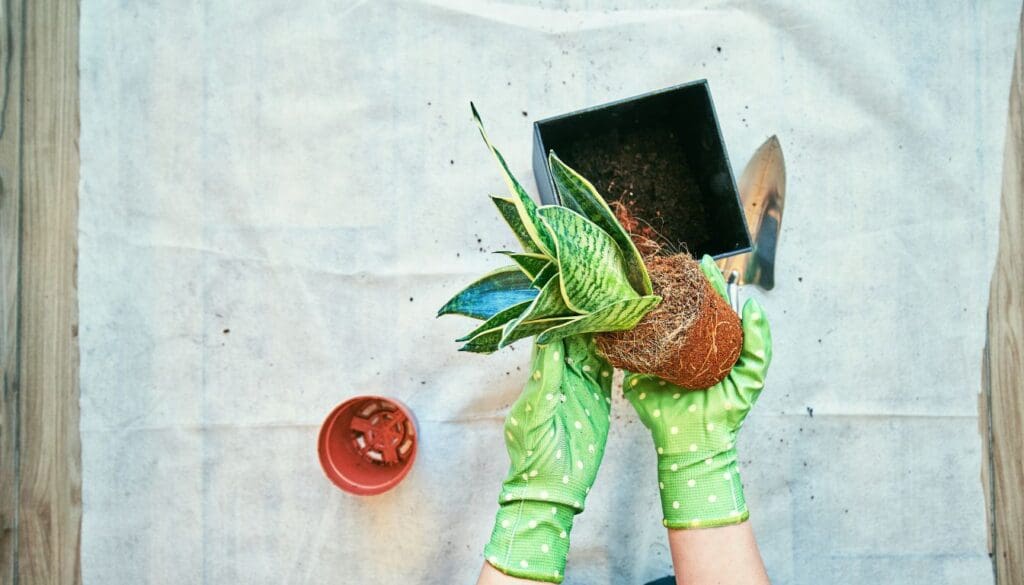Snake PlantDracaena trifasciata Repotting top view