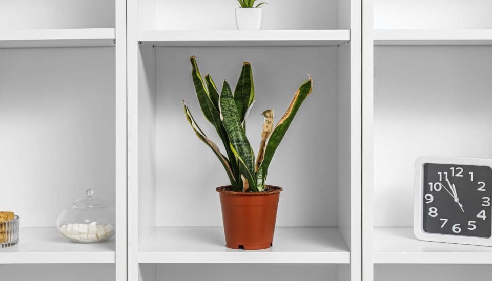 Snake Plant Light Requirements Direct Sun, Low Light Or Bright