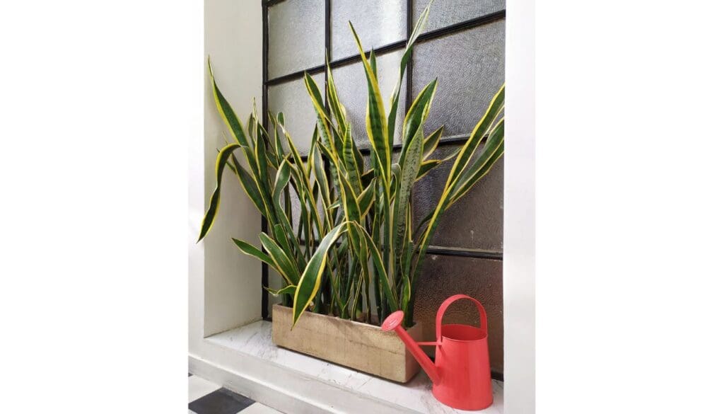 Snake PlantDracaena trifasciata leaves bending