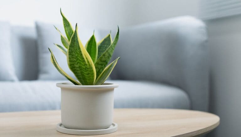 How To Care For Snake Plant In Winter? (5 Essential You Shouldn’t Miss)