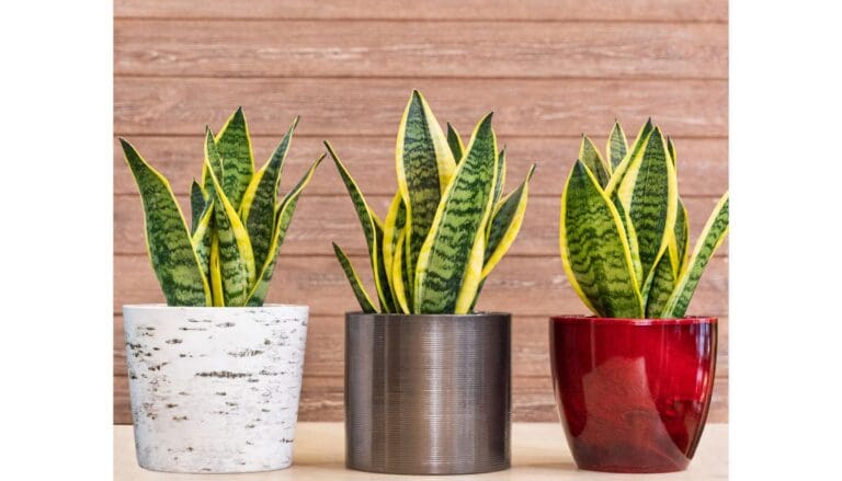 10 Best Pots for Thriving Snake Plants