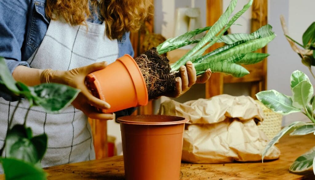 Snake PlantDracaena trifasciata root bound
