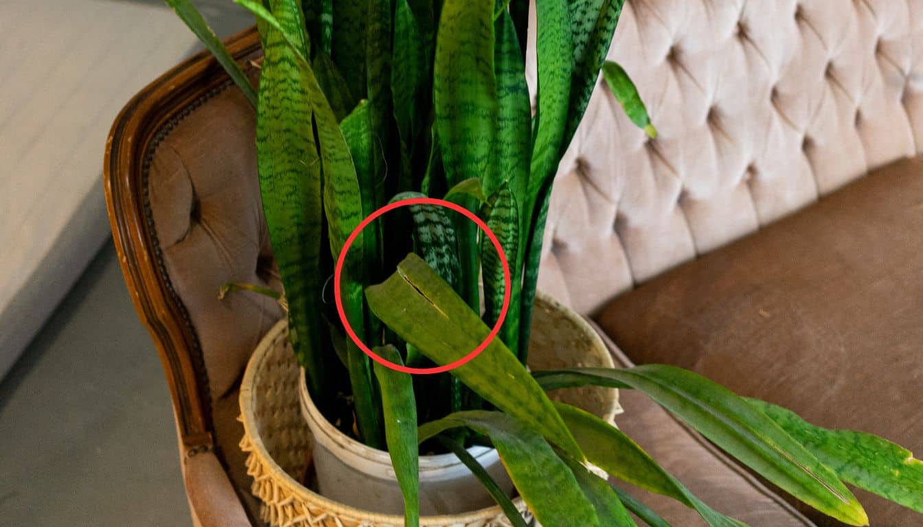 spider plant houseplant Spider Plant | Houseplant