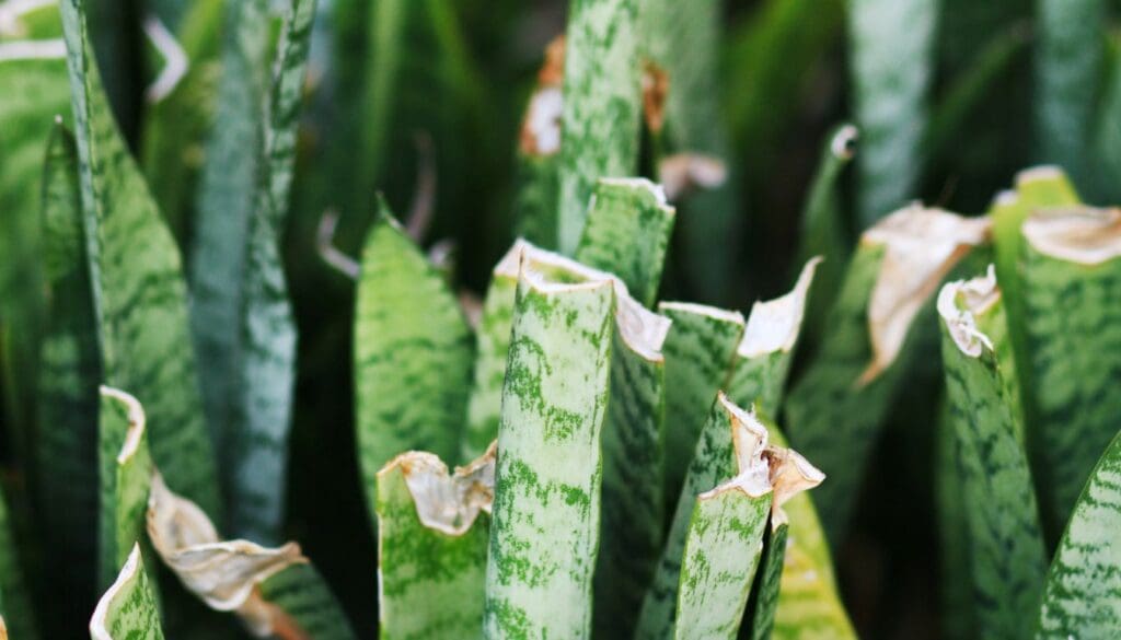 Snake PlantDracaena trifasciata tips turning brown