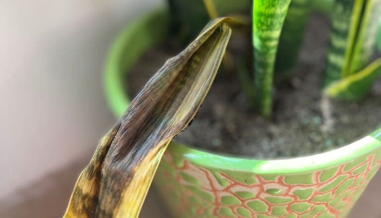 Why Is My Snake Plant Dying? (Causes+What To Do)