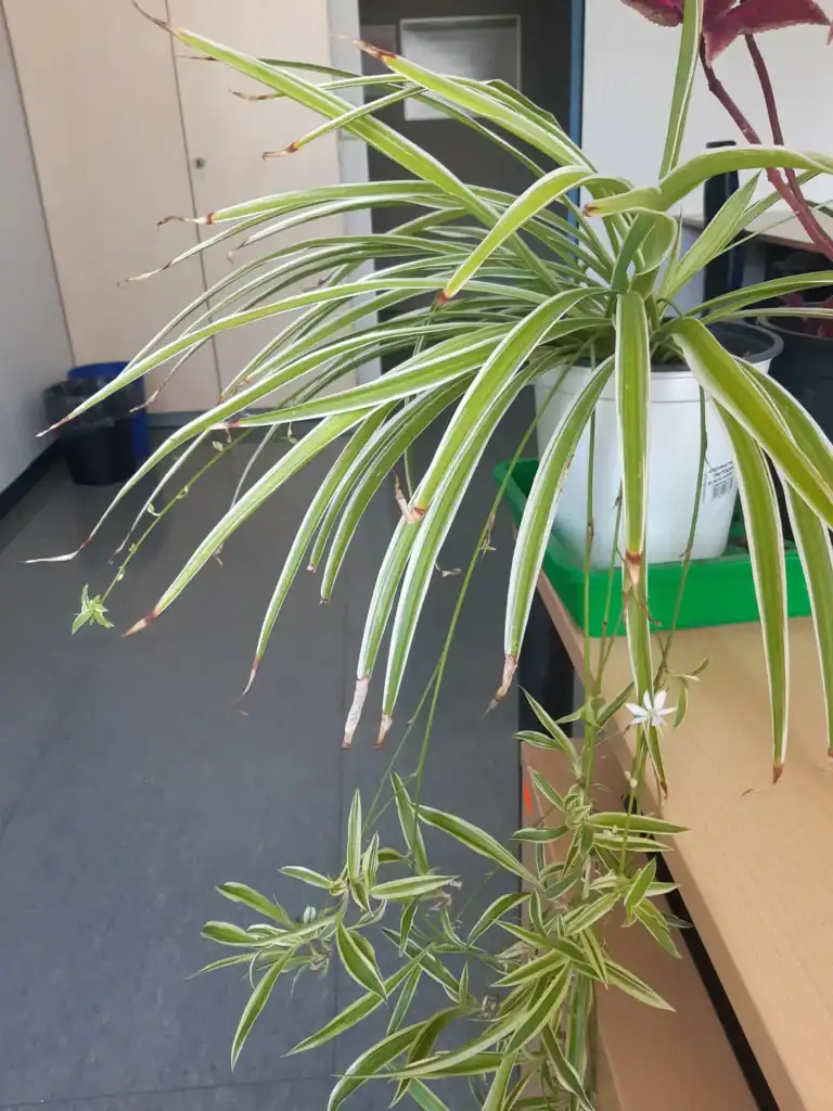 Spider Plant Has Brown Tips 2