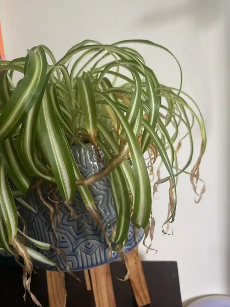 Spider Plant Has Brown Tips 4