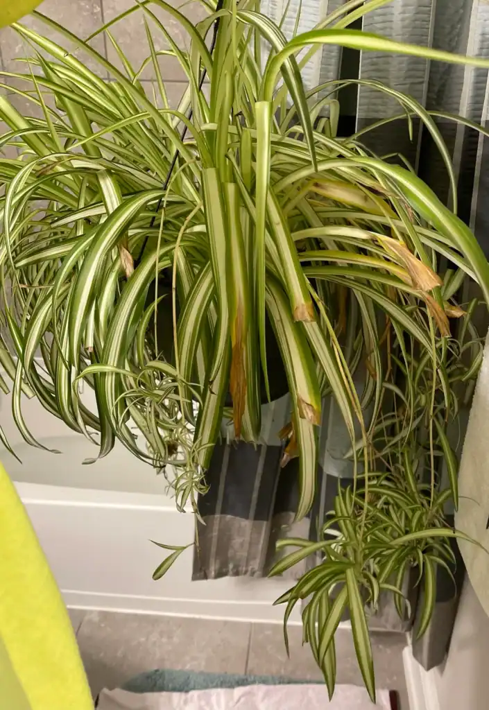 Spider Plant Has Brown Tips 5