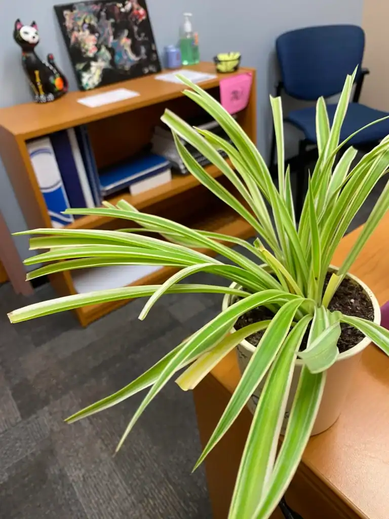 Spider Plant Has Brown Tips 6