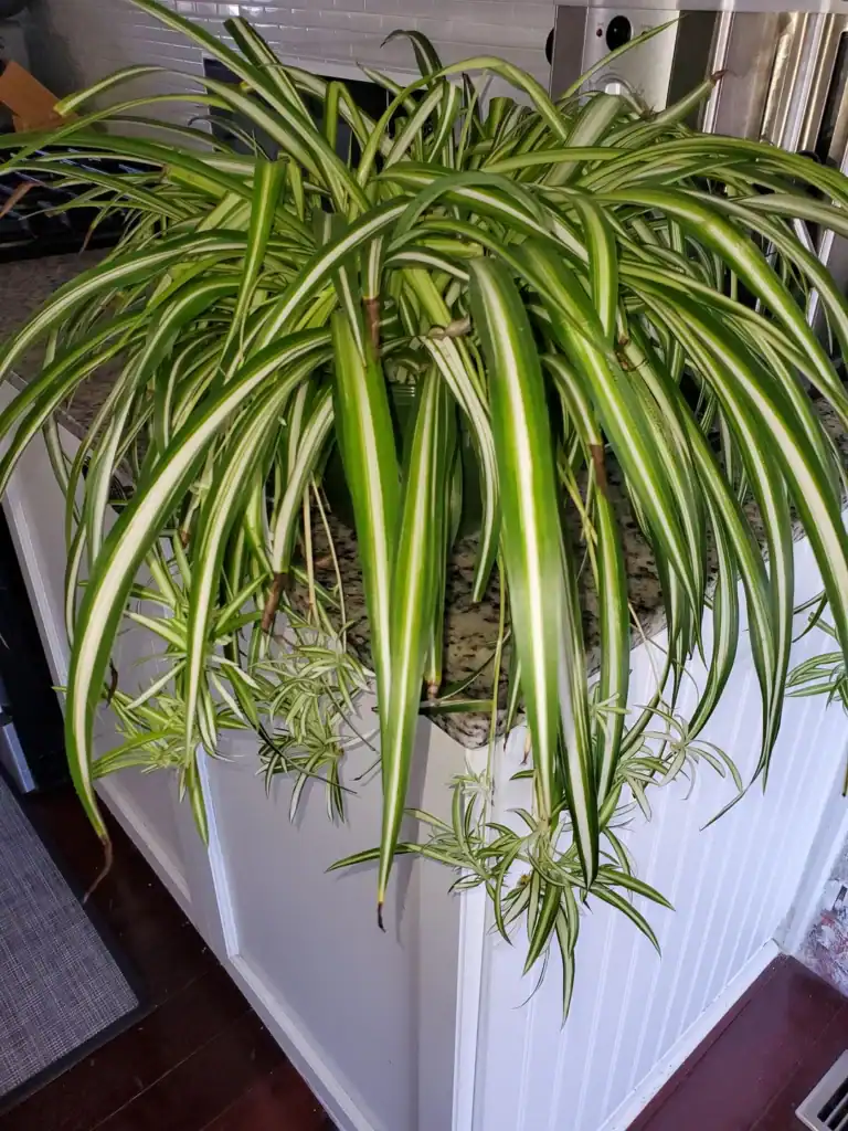 Spider Plant Has Brown Tips