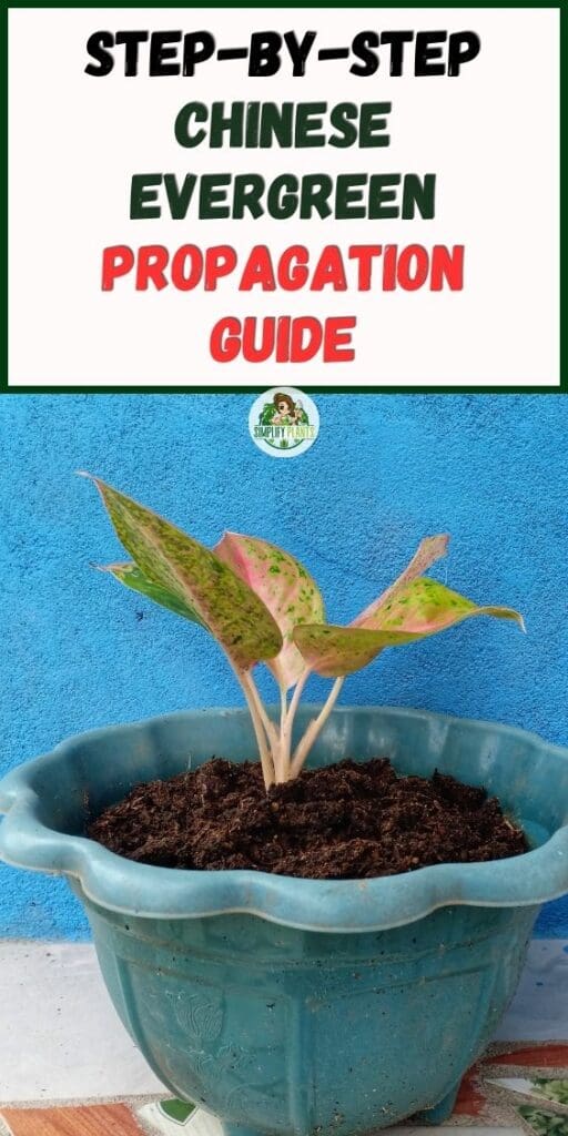 Step by Step Chinese Evergreen Propagation Guide
