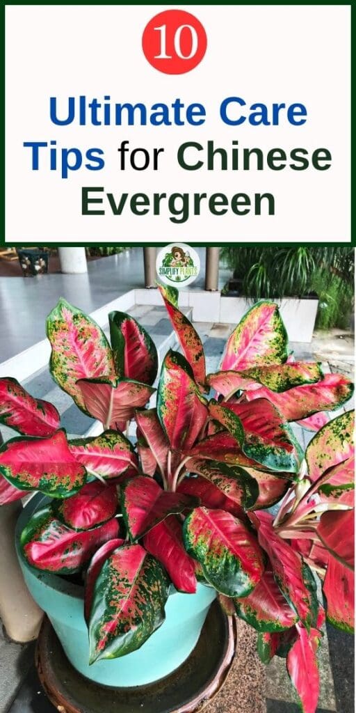 Ultimate Care Tips for Chinese Evergreen