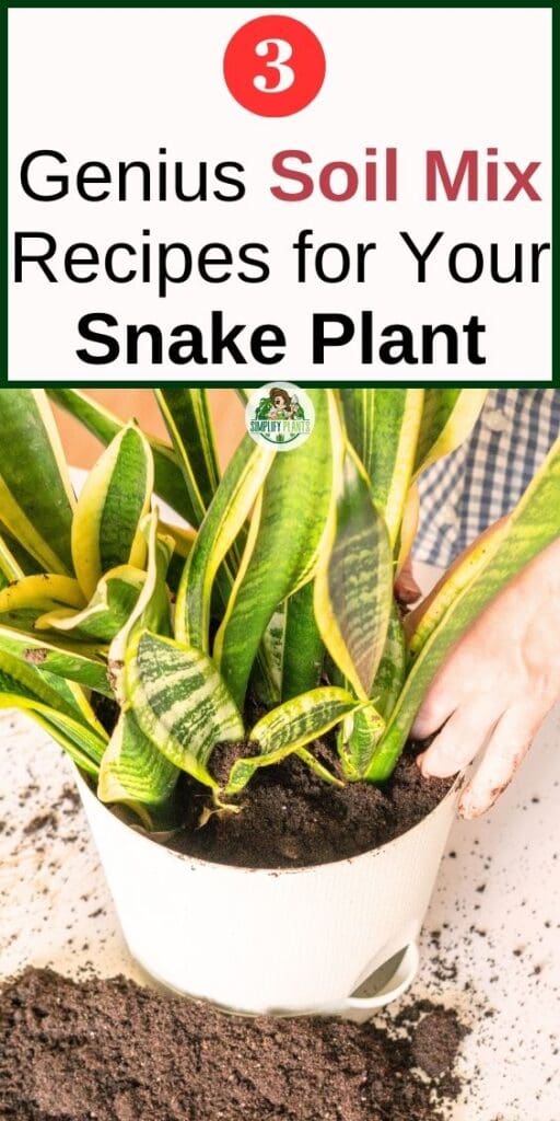 What Kind Of Soil Is Good For Snake Plants Best Soil Mix Simplify Plants