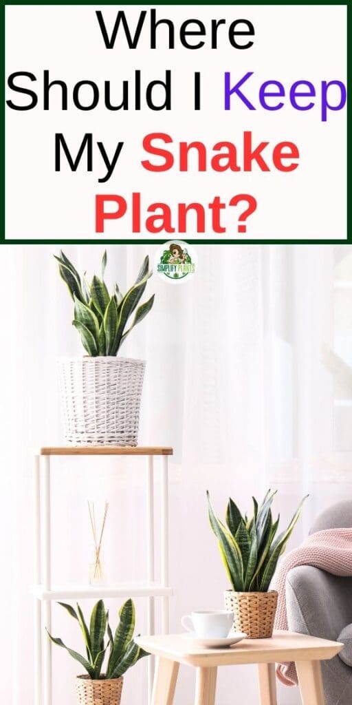 Where Should I Keep My Snake Plant Best PlacementTips Simplify Plants