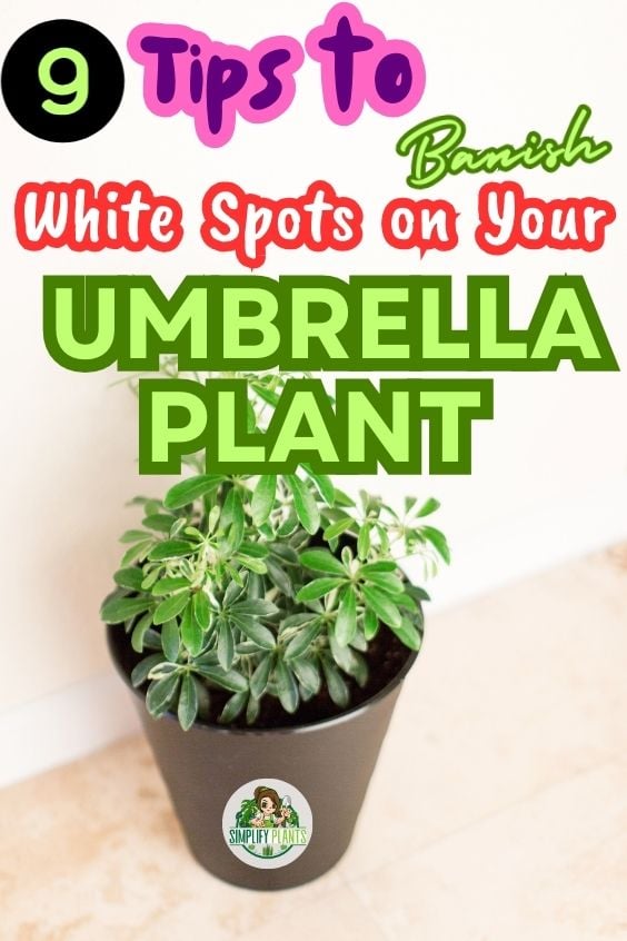Why Does My Umbrella Plant Have White Spots CausesFix Simplify Plants