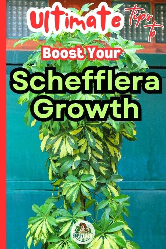 Why Is My Schefflera Not Growing CausesFix Simplify Plants