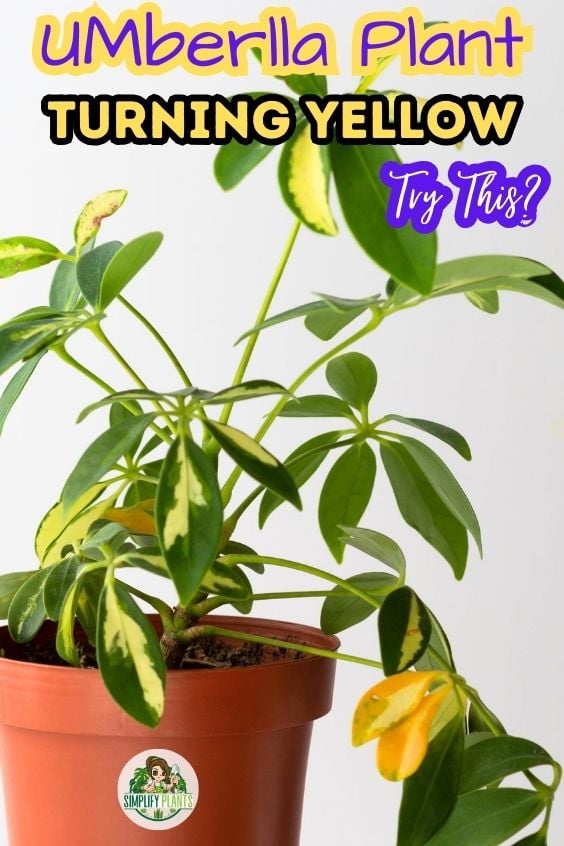Why Is My Schefflera Turning Yellow CausesHow To Fix Simplify Plants