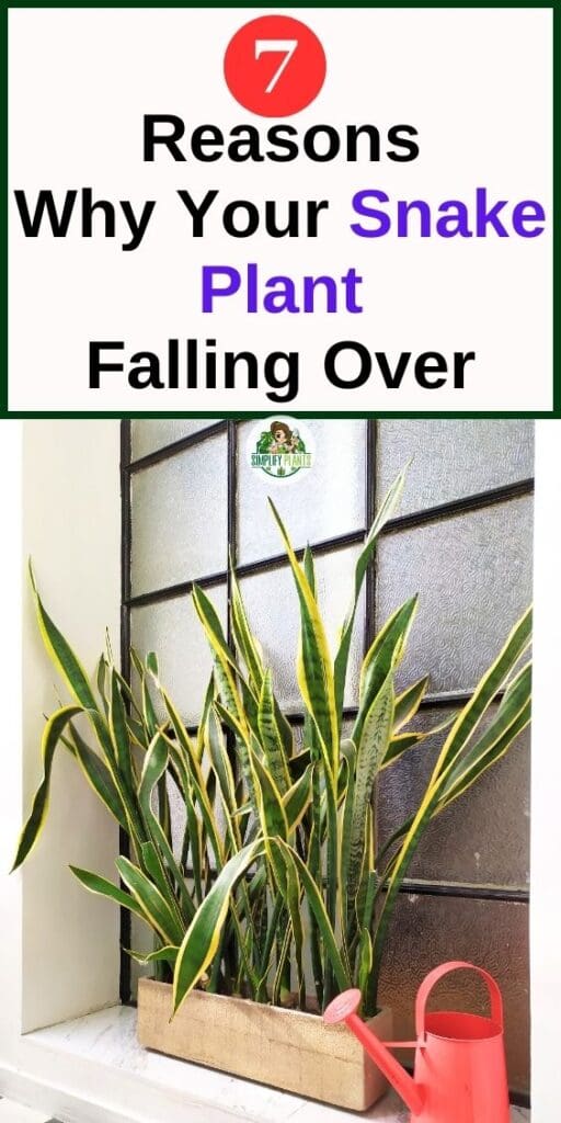 Why Is My Snake Plant Falling Over 7 CausesWhat To Do