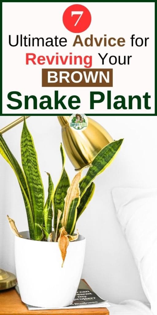 Why Is My Snake Plant Turning Brown Brown TipsBrown Spots Simplify Plants