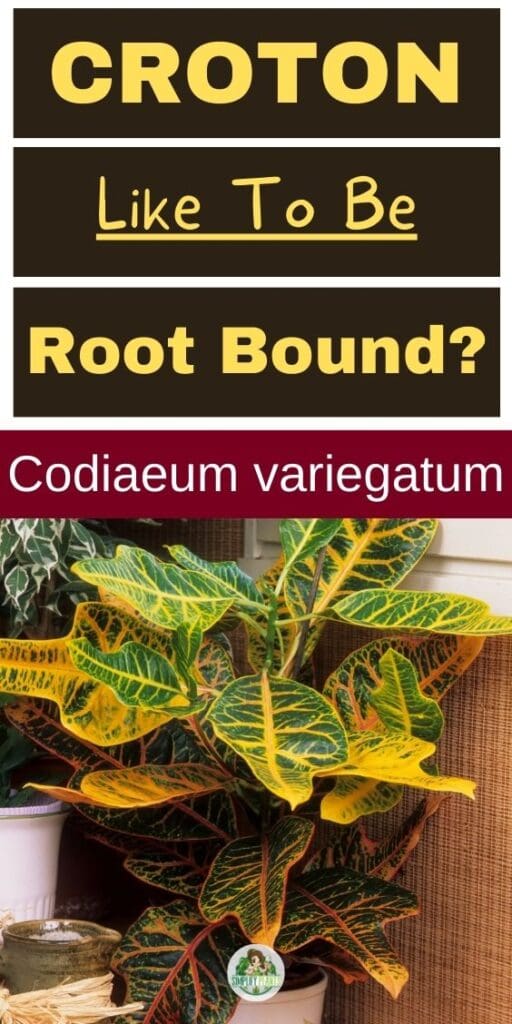 Croton Like To Be Root Bound